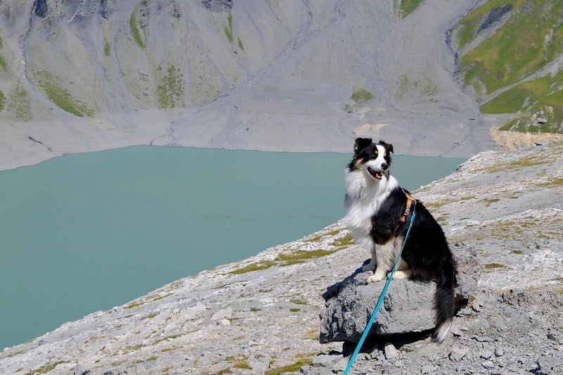 Mon chien tire en laisse : comprendre les causes et le rééduquer avec douceur (méthode positive)