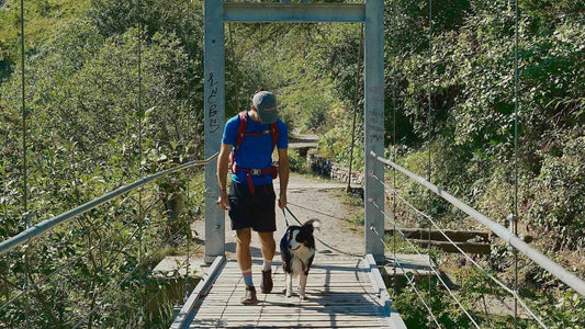 Cani-rando : le guide essentiel pour randonner avec son chien
