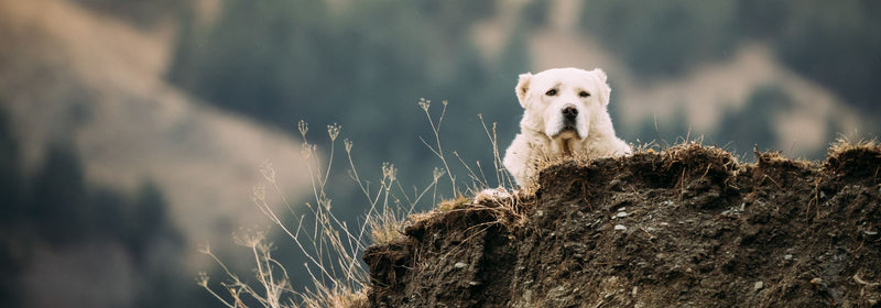 Cani-rando : le guide essentiel pour randonner avec son chien