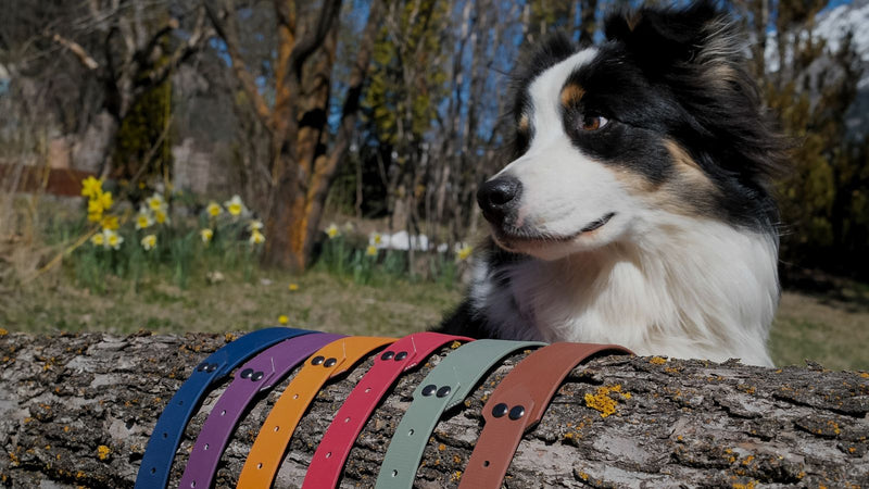 Collier en Biothane pour Chien : Pourquoi C'est le Meilleur Choix ?