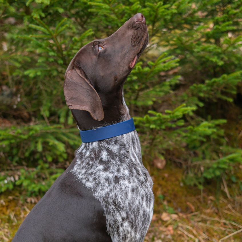 Pack Essentiel – Collier & Laisse en Biothane®
