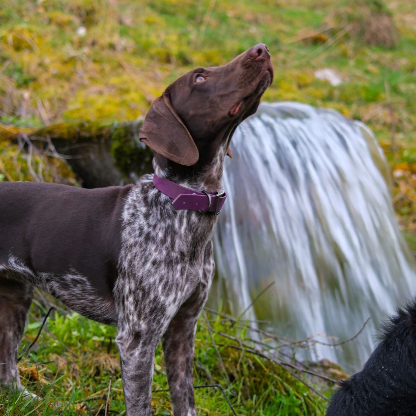 Pack Essentiel – Collier & Laisse en Biothane®