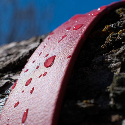 L'Essentiel - Collier Biothane® 25mm